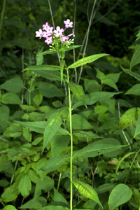 garden phlox